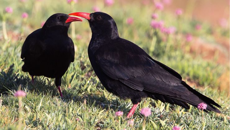 Kırmızı Gagalı Dağ Kargası (Pyrrhocorax pyrrhocorax)