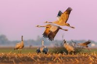 Infection of new wild bird species is driving Europe’s soaring avian flu  | Euractiv