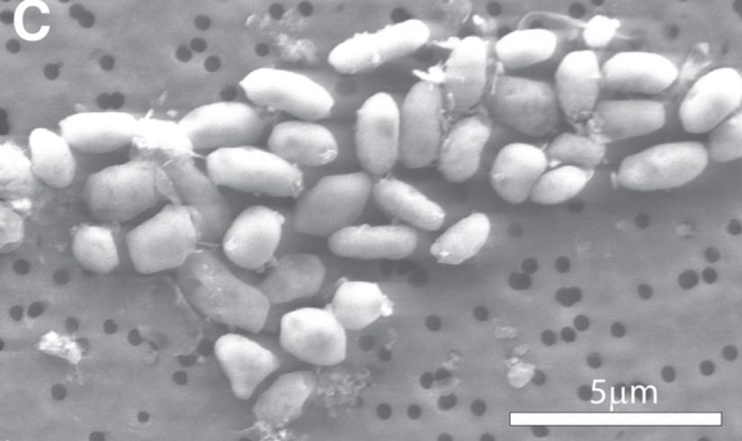 &quot;A Bacterium That Can Grow by Using Arsenic Instead of Phosphorus&quot; adlı akademik çalışmada yapılan deneyde bakterilerin fosfor yerine arsenik elementi kullanması sağlandı böylece temel düzeyde arsenik bazlı yaşamın olabileceği kanıtlandı.