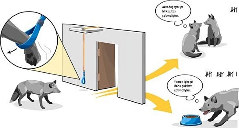 Görsel 2. Gümüş tilkilerde sosyal temasa karşılık besin güdüsünün kuvvetinin ölçümünde “azami ücret yaklaşımı” içeren edimsel bir yöntem kullanılmıştır. Her bir tilki, besine (referans kaynak) erişebilmek için bir ipi gitgide artan sayılarda çekmiştir. Bu çekme sayıları, aynı hayvanların bir arkadaşa erişebilmek için uyguladığı çekme miktarı ile kıyaslanmıştır.