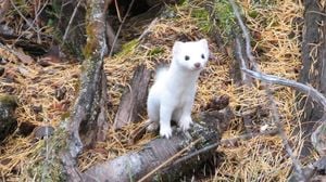 Man Arrested After Killing Weasels On Dai-Kogen Island