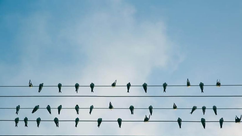 Bando Vagonu Etkisi Nedir? İnsanlar Neden Sürü Psikolojisi ile Hareket Ederler?