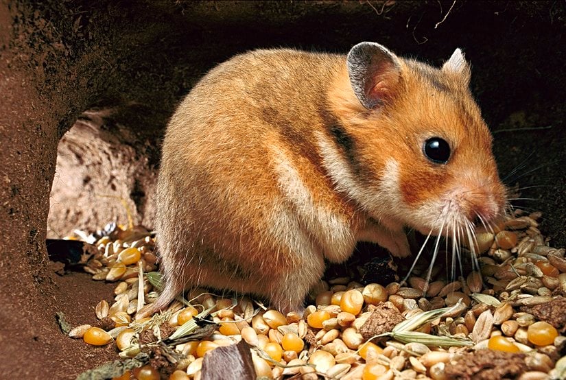 Mesocricetus auratus (Suriyeli / Altın Hamster)