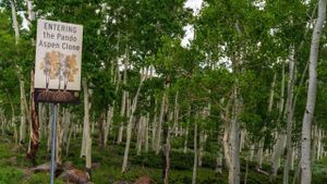 Pando Emerges As The Oldest Living Organism