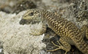 Habitat Conservation Bolsters Resilience Of Endangered Lizards