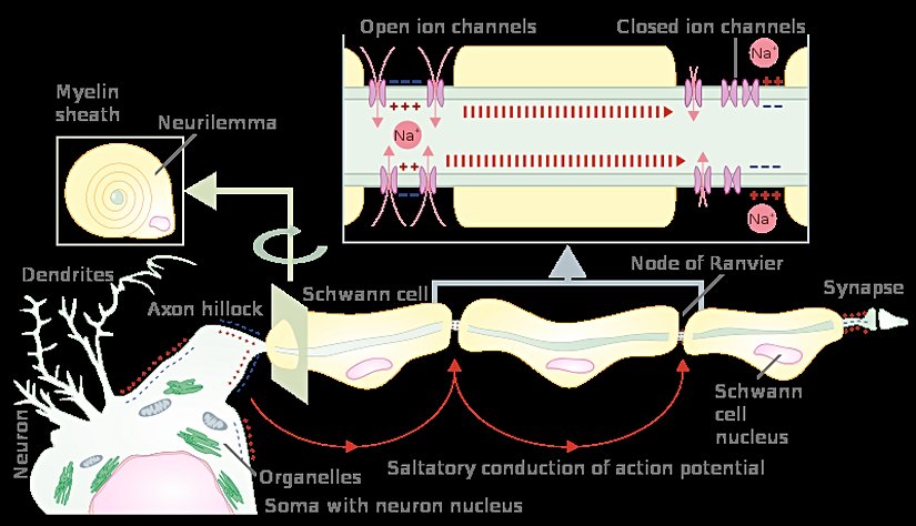 Ranvier boğumu gösterimi