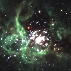 Tarantula