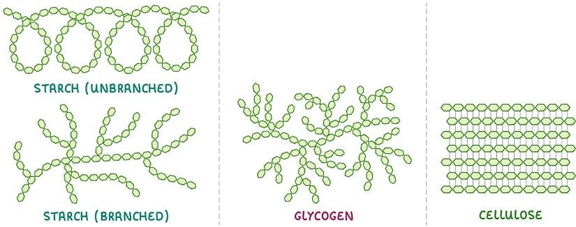 Şekil 5. Amiloz sarmalları, Amilopektin, Glikojen ve Selüloz
