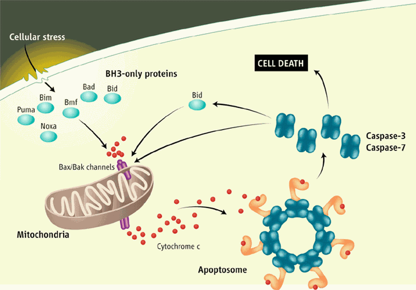 Apoptoza giden yolda Mitokondri ve Sitokrom-C'nin Rolü