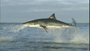 New Revelation Uncovers Shark-on-Shark Predation