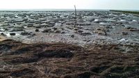 Forscher entdecken Riesen-Klon in der Ostsee