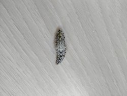 Görseldeki canlının türü nedir?