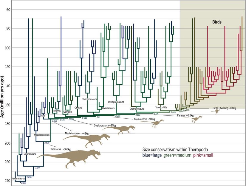 Araştırma sonucunda hazırlanan detaylı soy ağacı