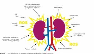 New Imaging Method Links Oxidative Stress With CKD Severity