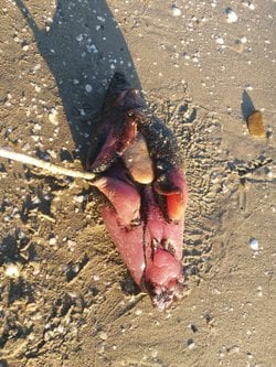 Sahilde kıyıya vurmuş ilginç bir canlı buldum ne olabilir?