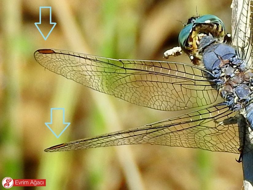 Orthetrum brunneum türü üzerinde okla gösterilen pterostigma bölgeleri.