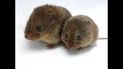 Oksitosinin ''Aşk Hormonu'' Olarak İtibarı Abartılmış Olabilir