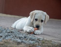 Köpekleri Vegan Beslemek ile Sahiplerin Köpeklerini Sağlıklı Görmesi Arasında Yeterli İlişki Bulunamadı!