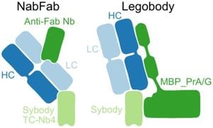 Unlocking Membrane Proteins: New Techniques Enhance Cryo-EM Analysis