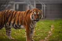 Amur Tiger travelled 1,135 miles from Norway to Doncaster’s Yorkshire Wildlife Park as part of global conservation efforts to protect the endangered species