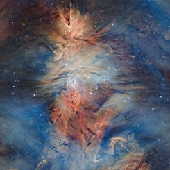 Fox Fur, Cone, and Christmas Tree