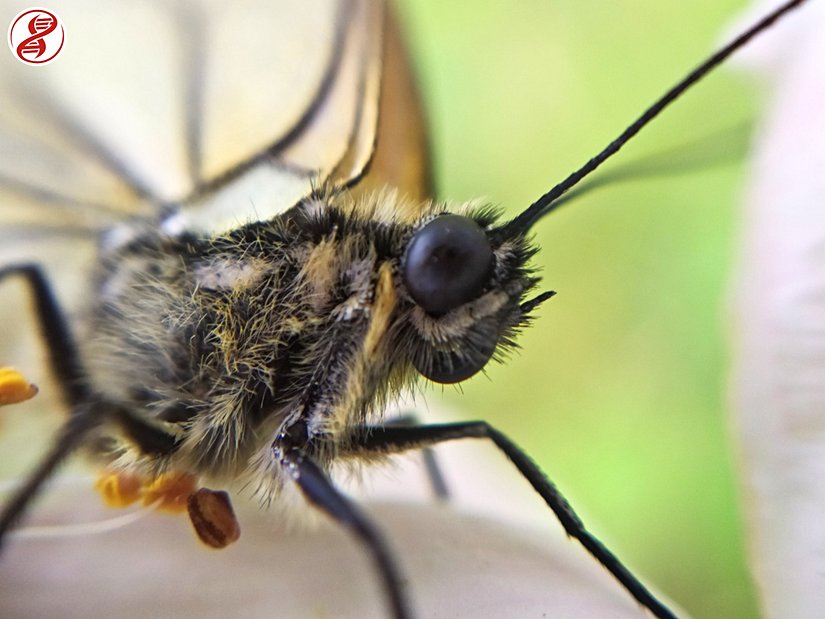 Yetişkin birey, Kırklareli.