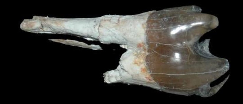 Proboscidea'ya ait bir premolar (Küçük azı dişi)