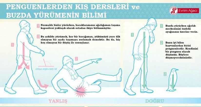 200.000 yıllık geçmişimiz ve birkaç yüz yıllık bilimimiz ile, 4 milyar yıllık doğadan öğrenecek çok şeyimiz var. Bu da onlardan birisi... Buzlu günlerde dikkatli olmanızı temenni ederiz.  Penguen gibi düşünün...