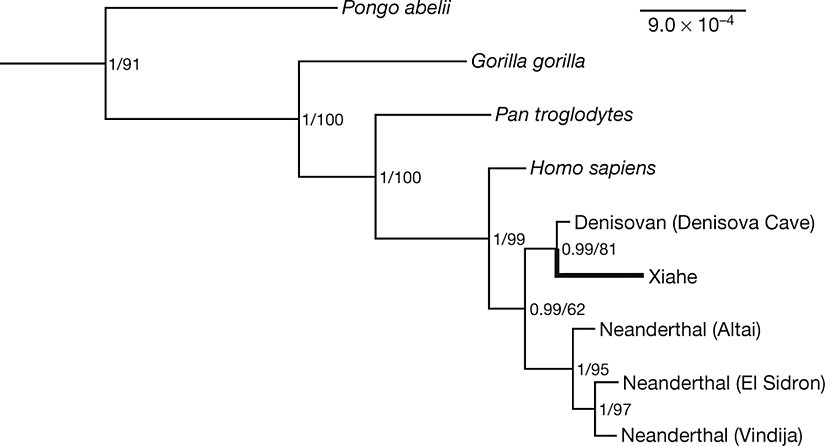 Protein analizleri sonucu çizilen evrim ağacı.