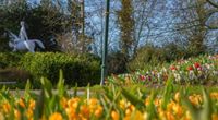 Keukenhof opens for the season; Crocuses and early daffodils in full bloom