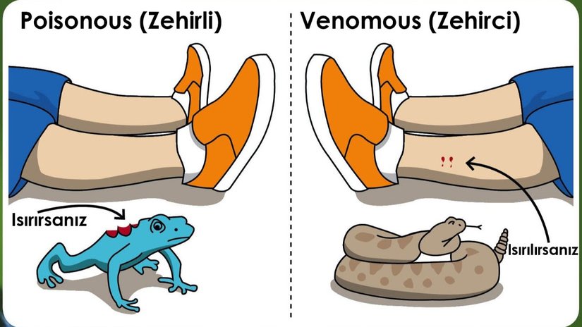 Zehrin Farklı Olguları: "Venom" ve "Poison" Arasında Ne Fark Vardır?