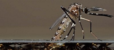 Zika Virüsü Taşıyan Sivrisineklerle Biyomücadele!