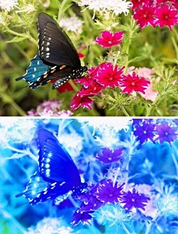 Diğer canlıların nasıl gördüğünü nereden biliyoruz?