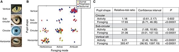 Activity time, foraging mode, and pupil shape.