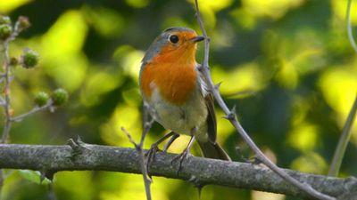 Kızılgerdan (Erithacus rubecula)