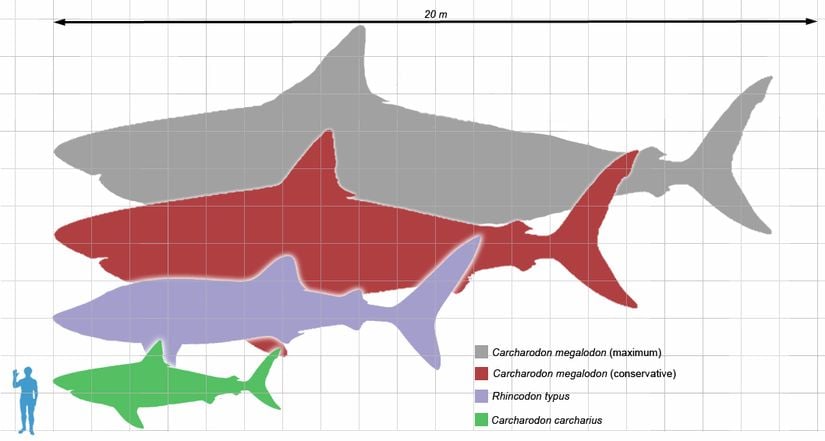 Megolodon büyüklüğü