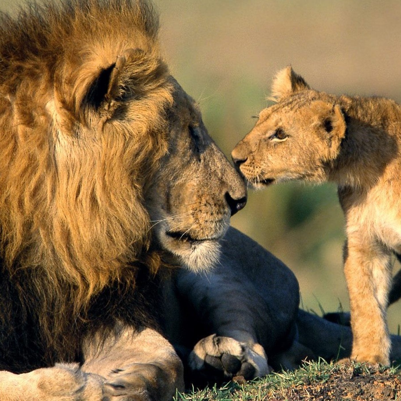 Evrim Ağacı ile Bilime Dair Her Şey!