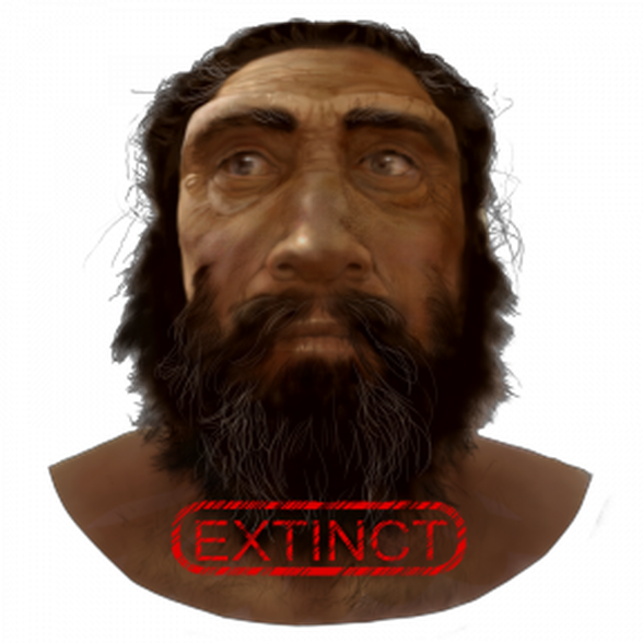 Homo neanderthalensis