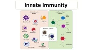 Unpacking The Secrets Of Innate Immunity