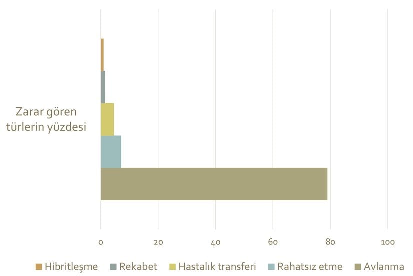 Sahipsizveyabaniköpekleravcısı olduğu vahşi hayvanları öldürebilir, vahşi yaşamı rahatsız edebilir, hastalık yayabilir, diğer avcılarla av için rekabet edebilir ve yakın akraba türlerle çiftleşebilirler.