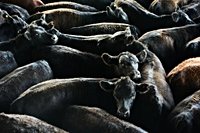 Nevada ranchers, senators slam Trump plan to import beef