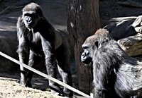 Gorilla breaks glass at San Diego Zoo enclosure