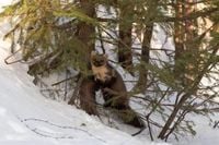 На территории Чунозерской усадьбы поселилась куница Куська - новости Хибины.ru