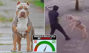 XL Bully Dog Ban Sparks Major Controversy And Chaos