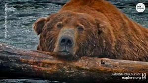 Fat Bear Week Kicks Off Amid Grim News Of Bear Attack