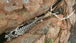 Genetik Sürüklenmeye İlginç Bir Örnek: Kayalar Arasına Sıkışan Elk!