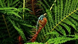 Bilimi Kullanarak Tür Çeşitliliğini Nasıl Koruruz?