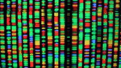 İnsan Genomu Sıfırdan Yazılıyor: Bilim İnsanlarından Çığır Açan Sentetik DNA Projesi.