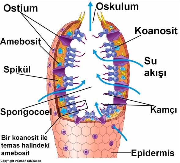 Sünger Anatomisi