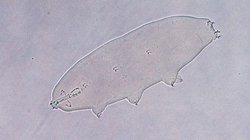 Paramacrobiotus  (Paramacrobiotus sp.)